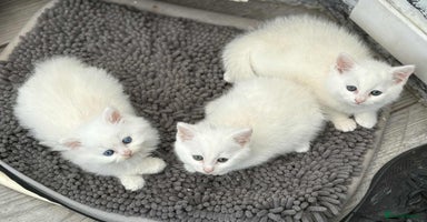 Persian cats - Advert 16