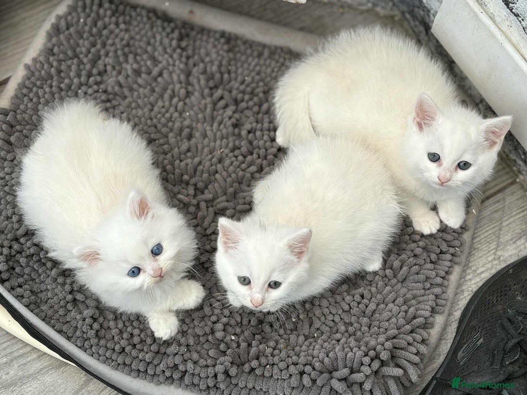 Persian cats for sale: 3 white half Persian kittens, ready soon - Image 2