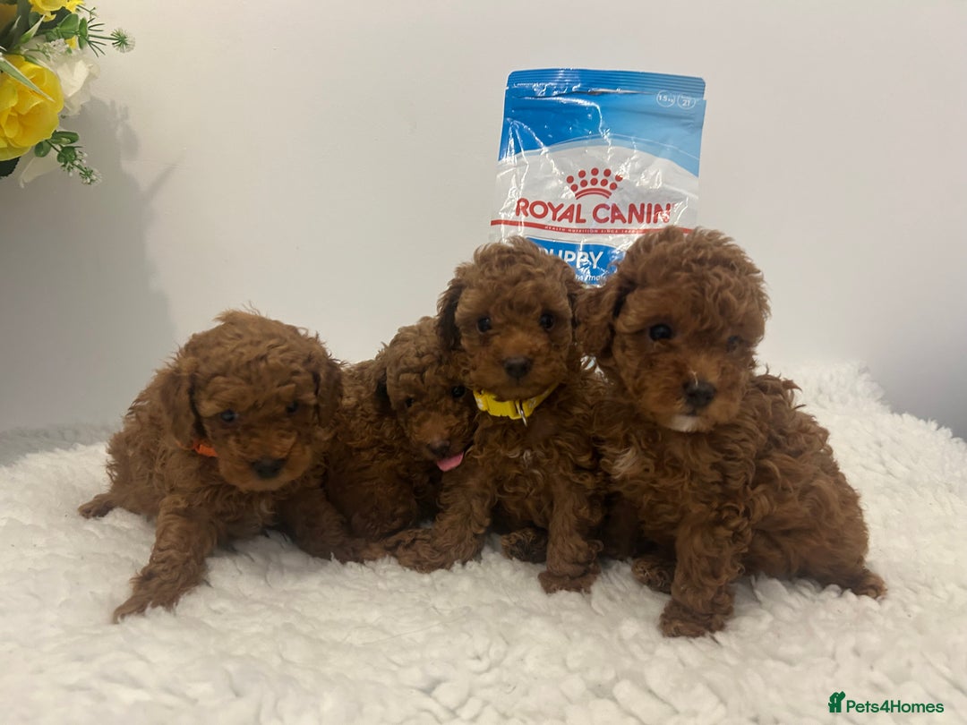 Toy Poodle dogs for sale: Kc registered,  fox red (Tiny) Toy poodles  - Image 10