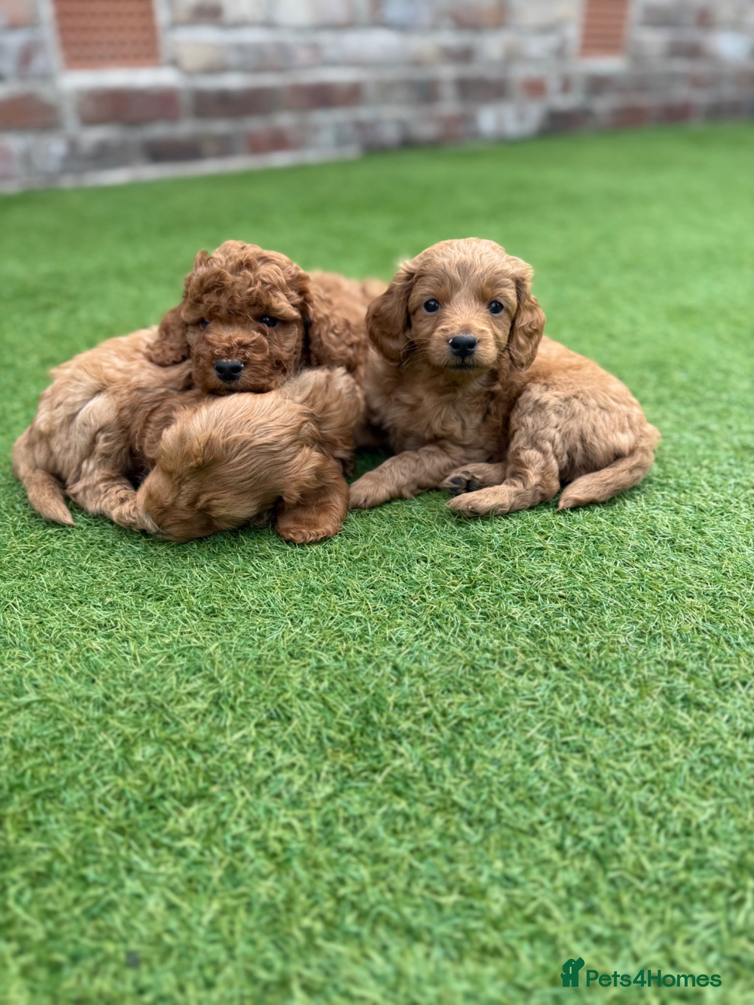 Cockapoo dogs Beautiful F2 cockapoo  - Advert 2