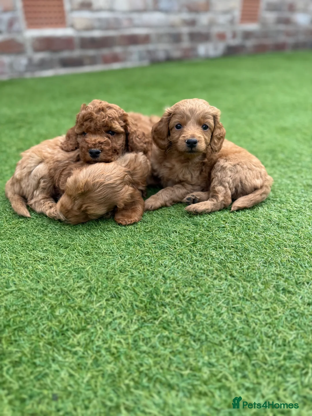 Cockapoo dogs for sale: Beautiful F2 cockapoo  - Advert 2