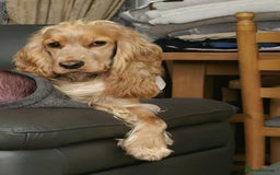 Sprocker dogs for sale: Cocker spaniel puppies  - Advert 7