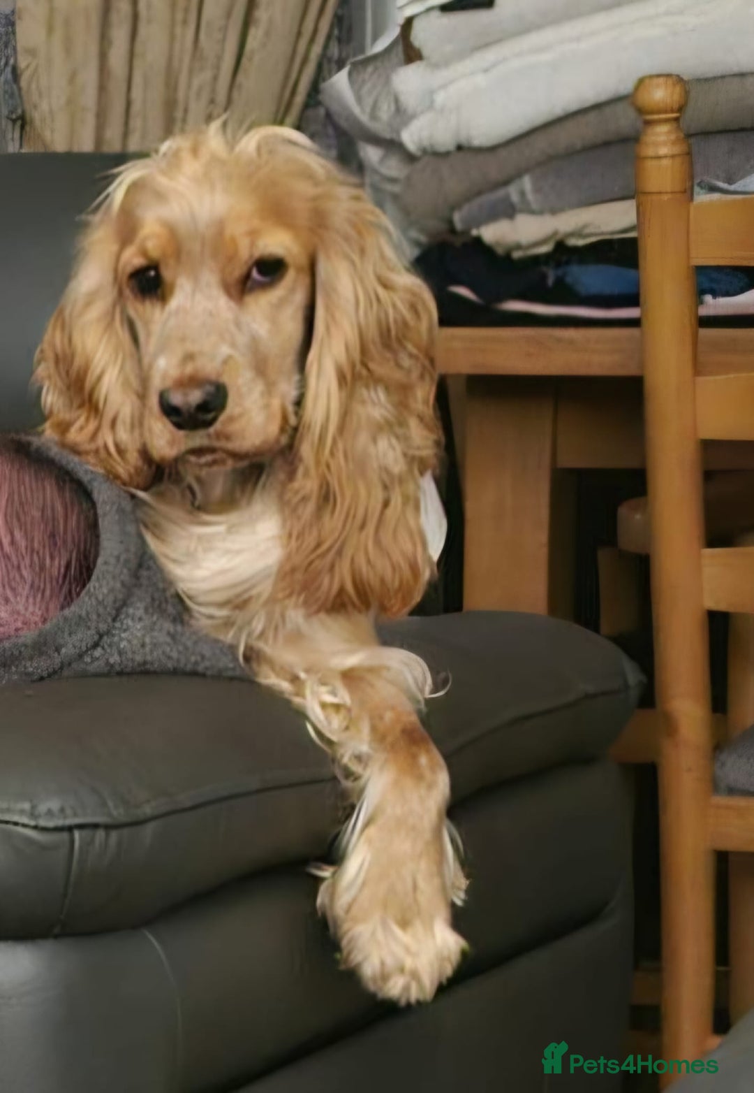 Sprocker dogs for sale: Cocker spaniel puppies  - Advert 7