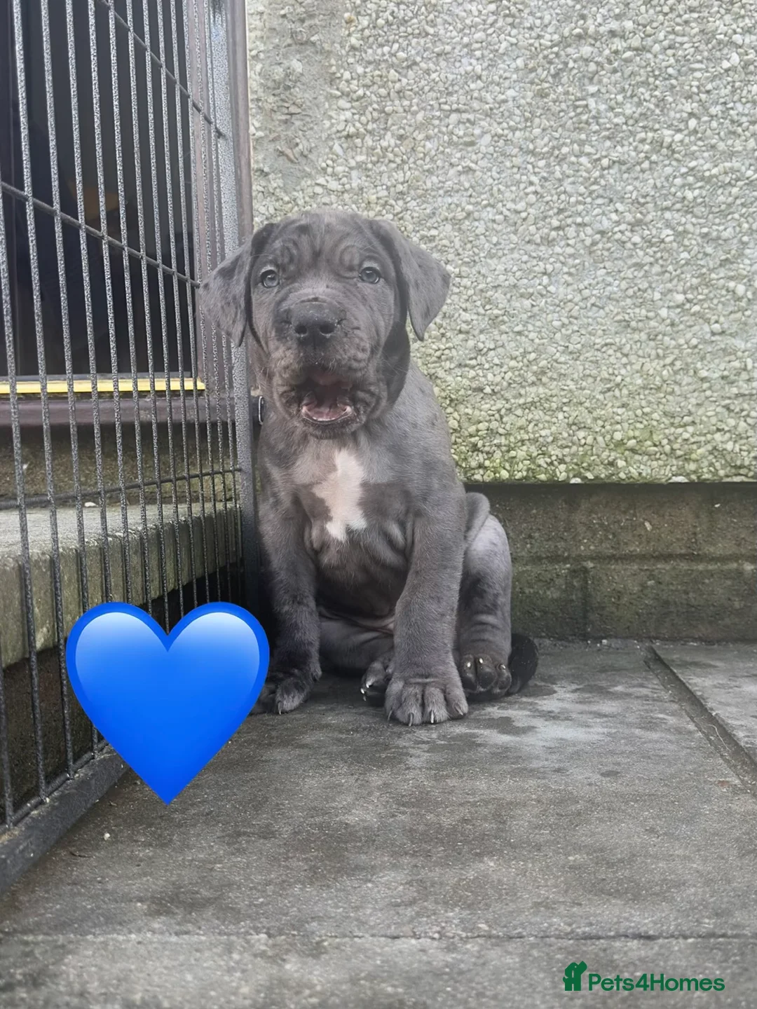 Mixed Breed dogs for sale: Presa X Neo puppies R2G! last available female  - Advert 13