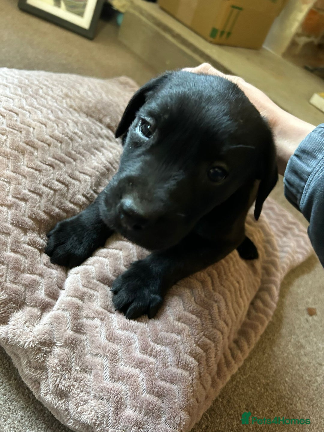 Labrador Retriever dogs for sale: Gamekeeper bred labrador pups - Advert 2