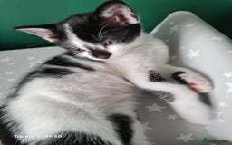 Mixed Breed cats for sale: 3 female kittens 1 male - Image 9