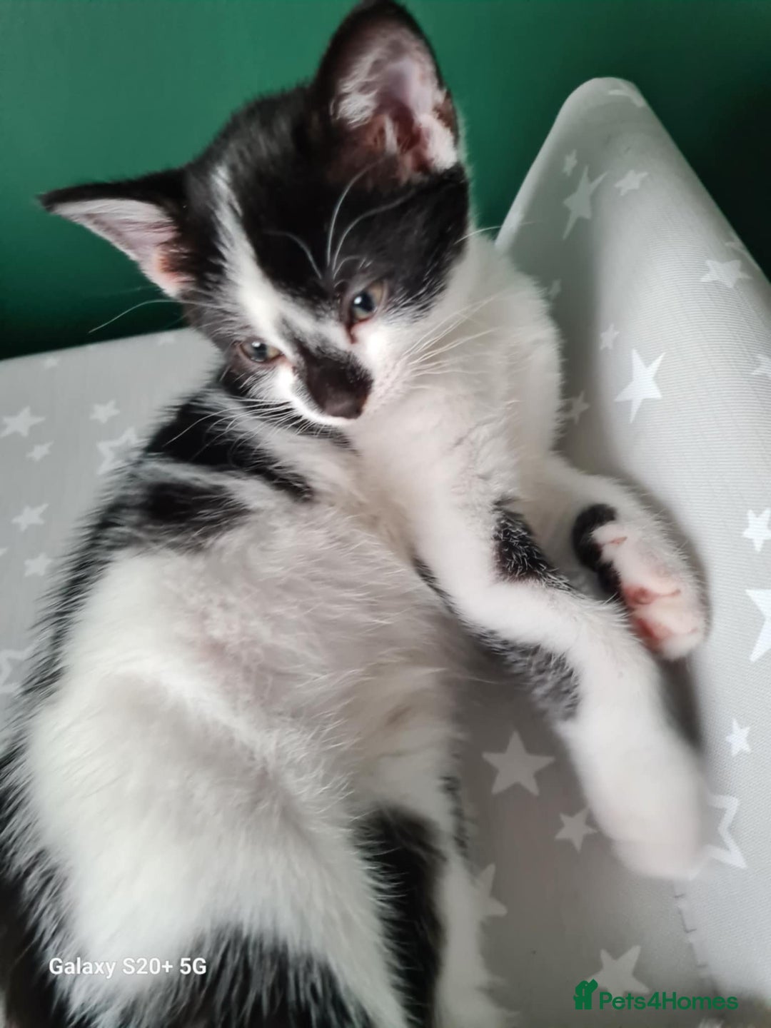 Mixed Breed cats for sale: 3 female kittens 1 male - Image 9