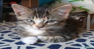 Mixed Breed cats - Advert 5