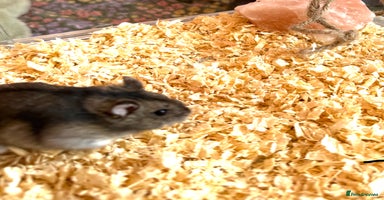 Hamster rodents in Hyde - Advert 10