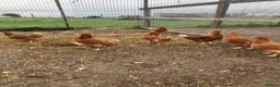 Chickens poultry for sale: Point of lay hydrid hens for sale  - Advert 6