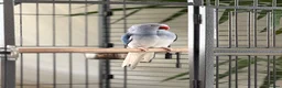 Ringnecks birds for sale: Blue Indian Ringneck For Sale - Advert 9