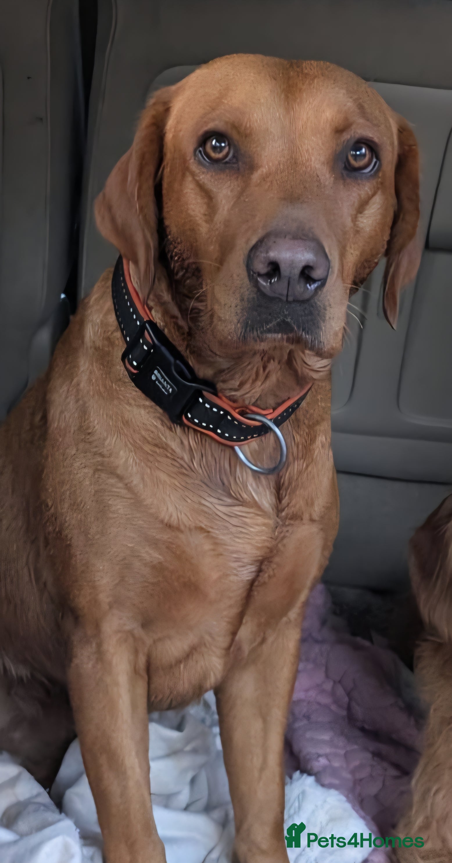 Labradoodle dogs F1 fox Red Labradoodle  - Advert 1