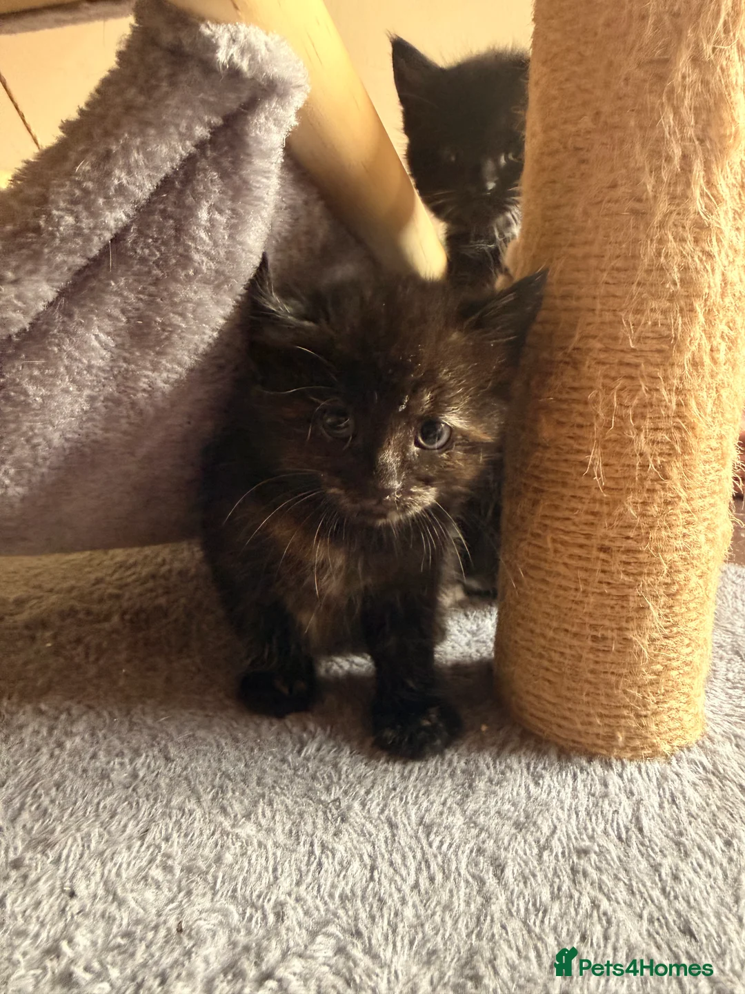Mixed Breed cats for sale: Mixed Bread kittens - Advert 2