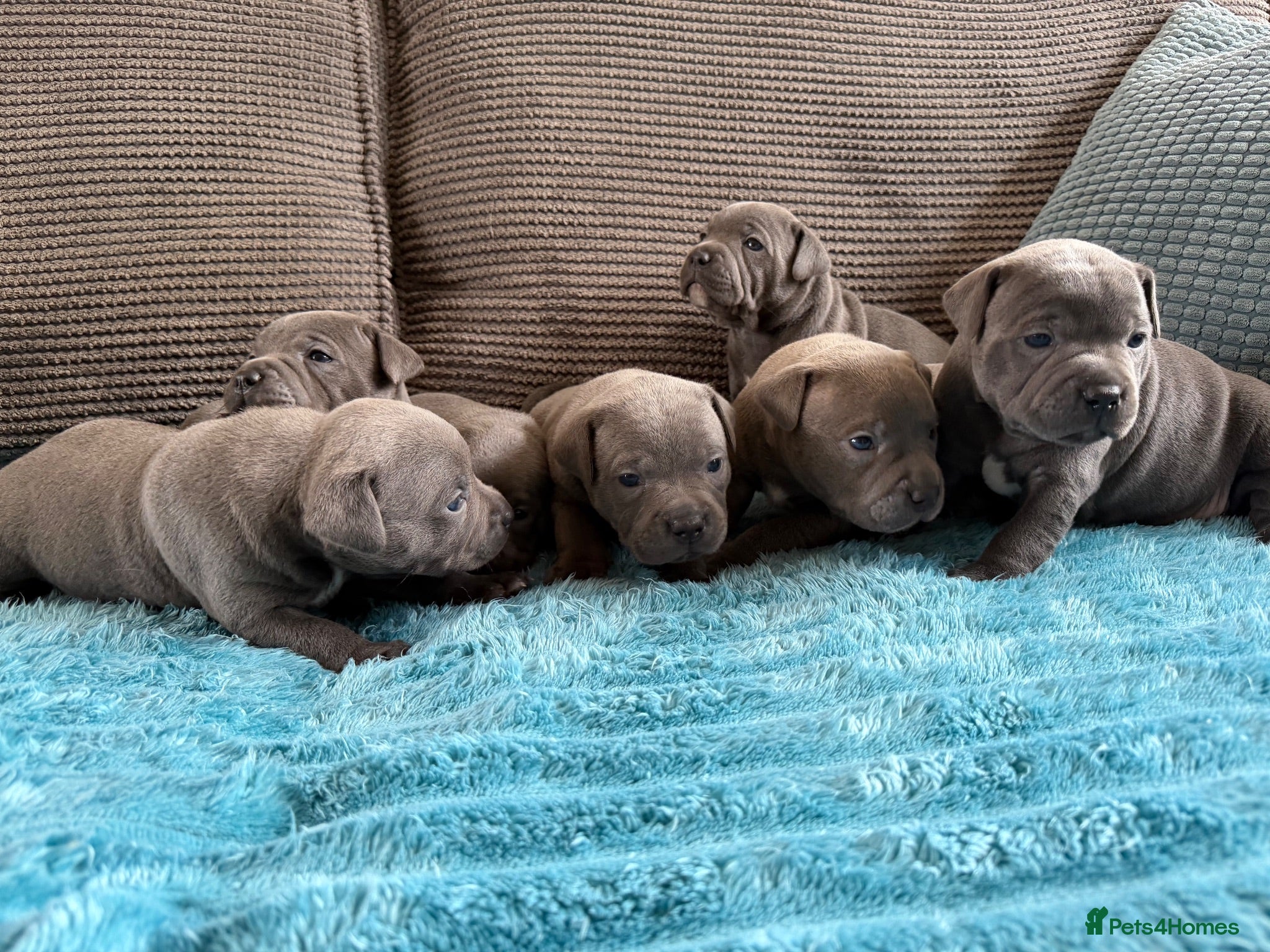 Staffordshire Bull Terrier dogs Beautiful KC Staffordshire Bull Terrier Puppies ❤️ - Advert 1