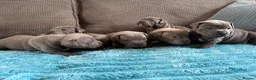 Staffordshire Bull Terrier dogs for sale: Beautiful KC Staffordshire Bull Terrier Puppies ❤️ - Advert 1