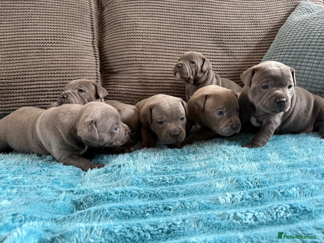 Staffordshire Bull Terrier dogs for sale: Beautiful KC Staffordshire Bull Terrier Puppies ❤️ - Advert 1