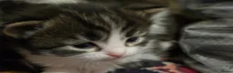 Mixed Breed cats for sale: Playful kittens  - Advert 14