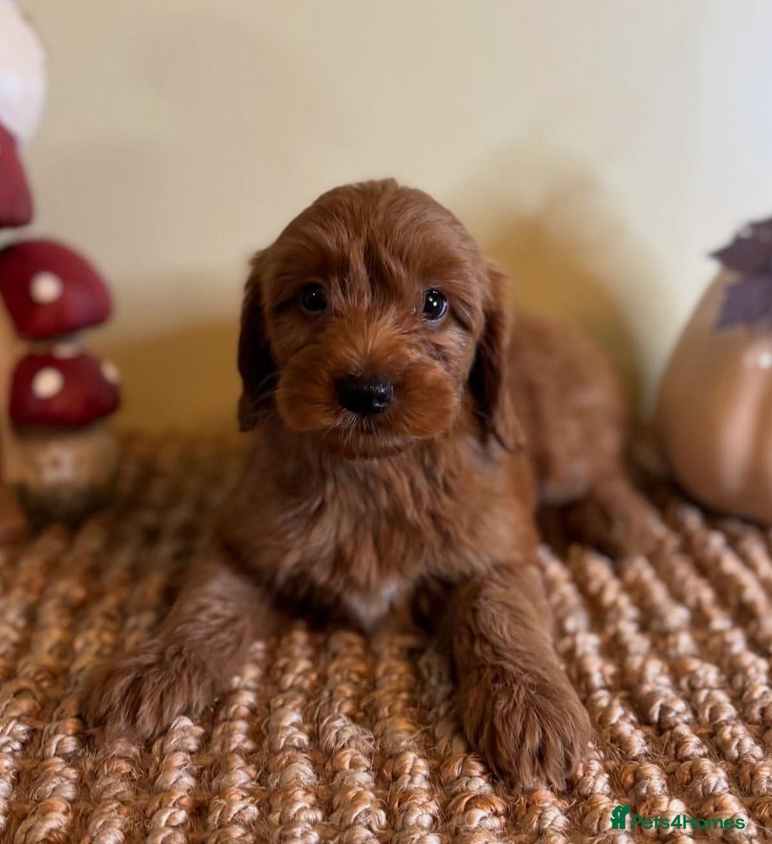 Goldendoodle dogs for sale: Beautiful GoldenDoodle Puppies Ready This Weekend! - Image 6