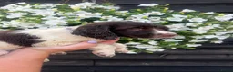 English Springer Spaniel dogs for sale: KC Registered Springer Spaniel Pups - Advert 9