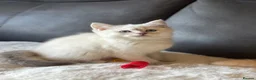 British Shorthair cats for sale: Ready to go! in Pontefract - Advert 7