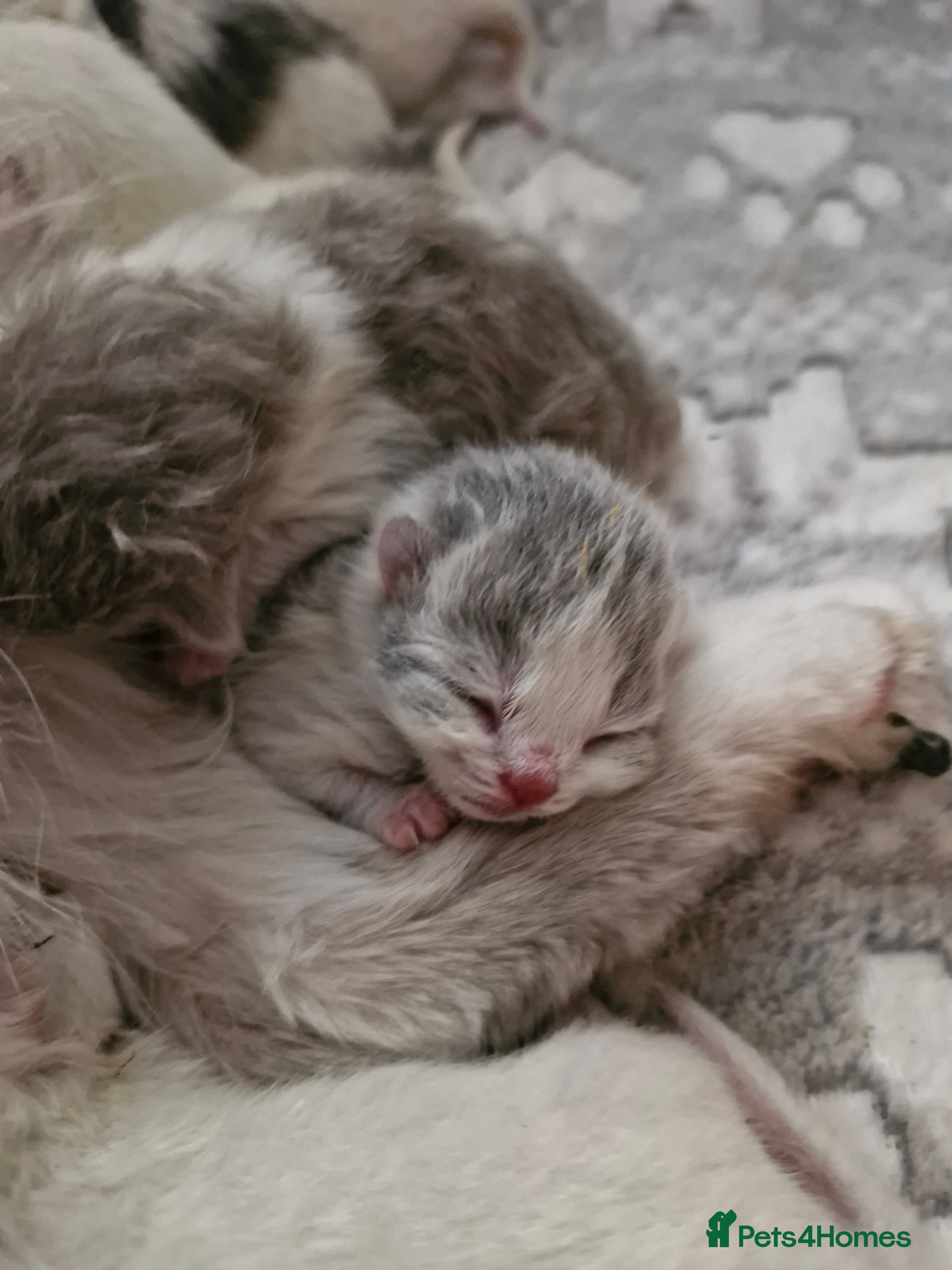 British Shorthair cats British shorthair  - Advert 1