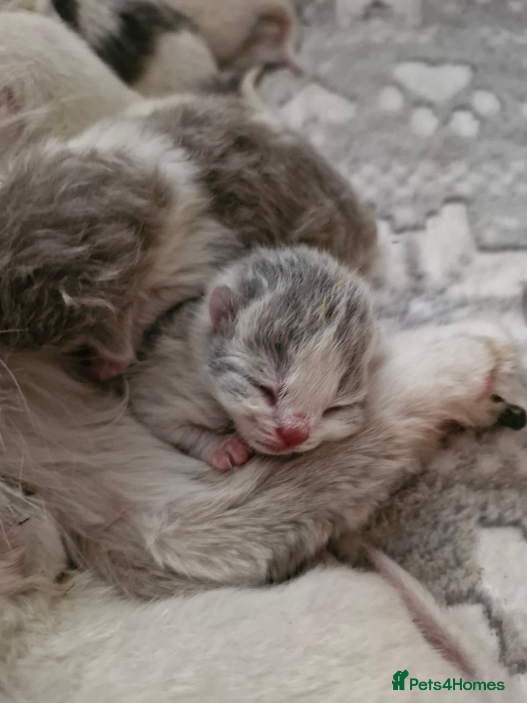 British Shorthair cats for sale: British shorthair  - Advert 1