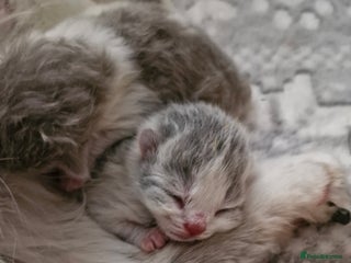 British Shorthair cats British shorthair - Advert 1