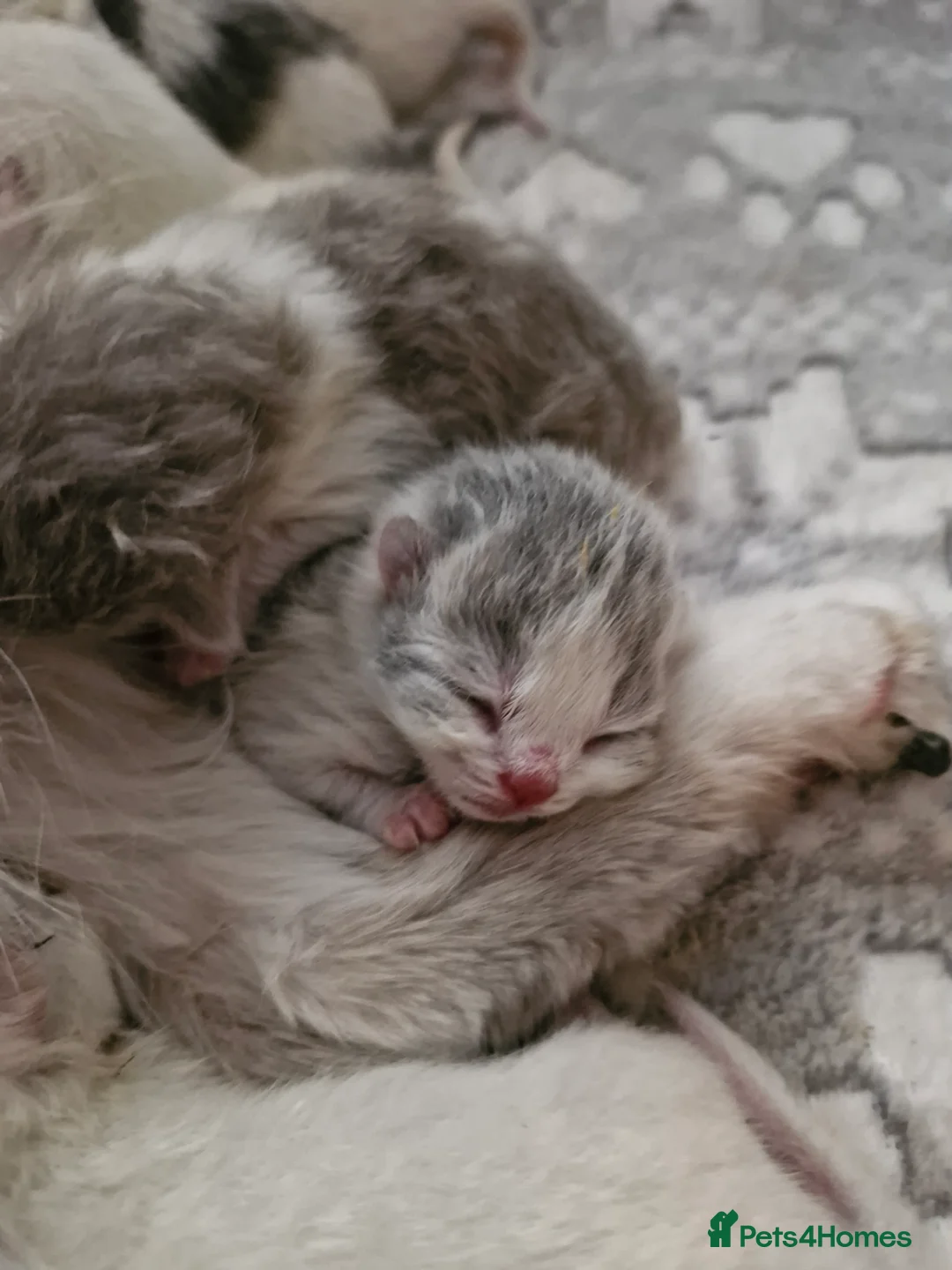 British Shorthair cats for sale: GCCF registered British shorthair and longhair - Advert 12