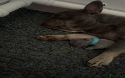 French Bulldog dogs for sale: 2nd litter of ⭐Jesus⭐️ natk9 frenchies - Image 7