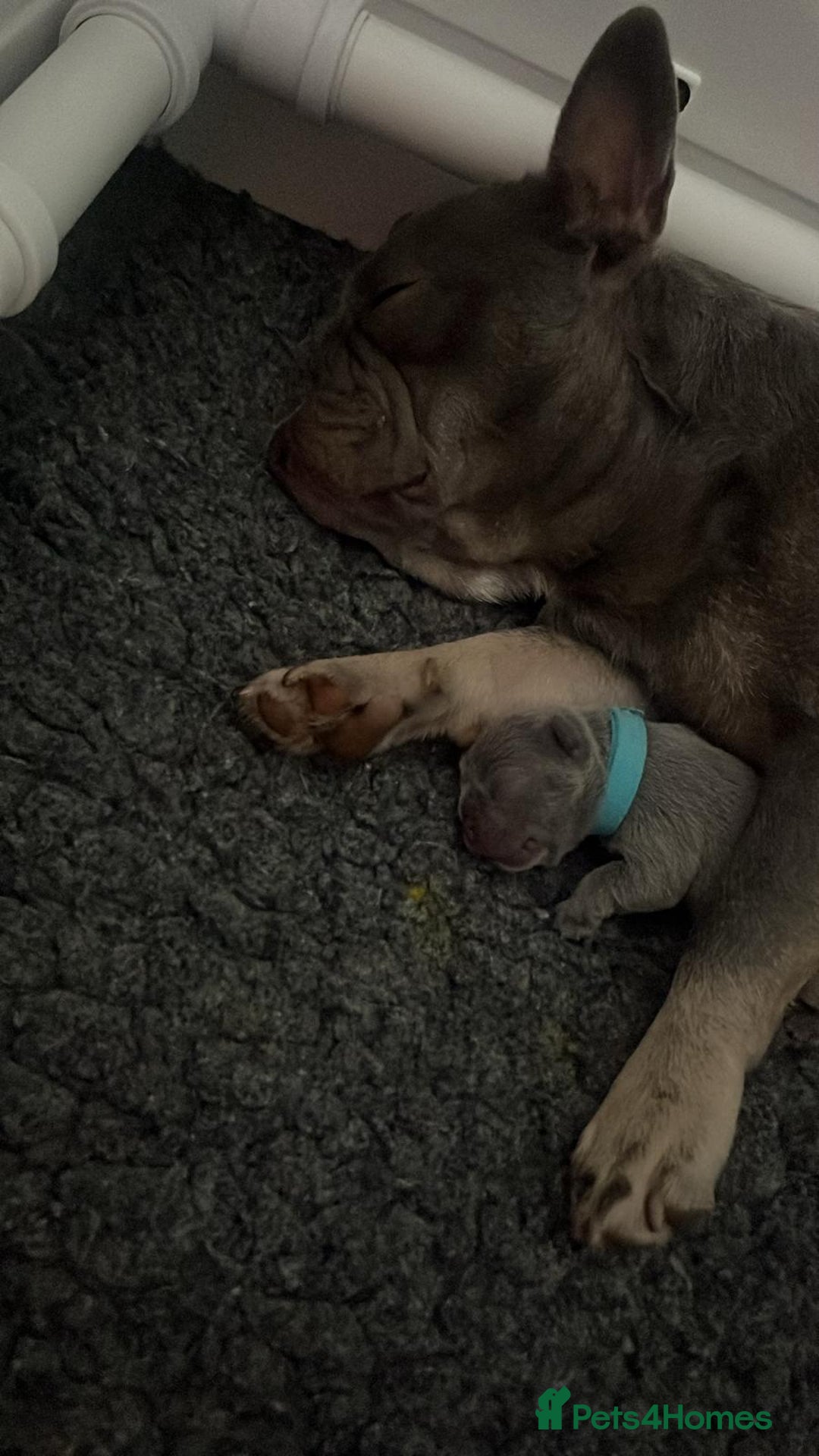 French Bulldog dogs for sale: 2nd litter of ⭐Jesus⭐️ natk9 frenchies - Image 7