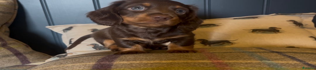 Miniature Dachshund Puppy 2