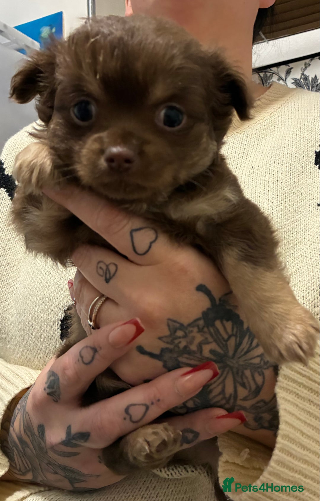 Chihuahua dogs for sale: Chihuahua - Advert 3