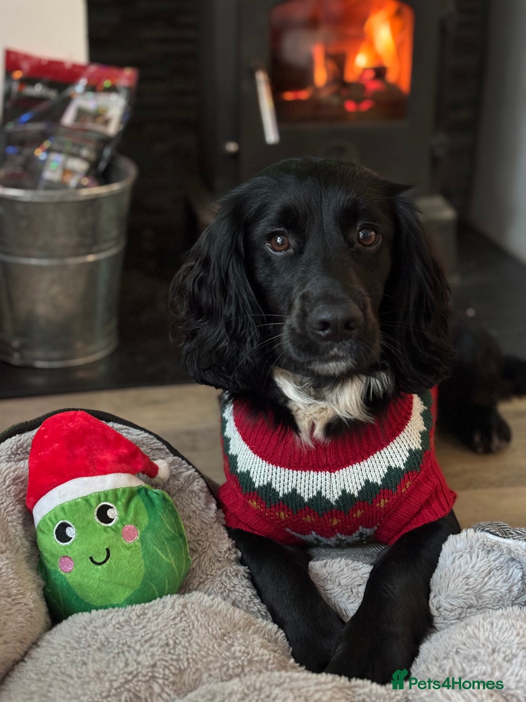 Sprocker dogs for stud: Black and white male sprocker spaniel  - Advert 3