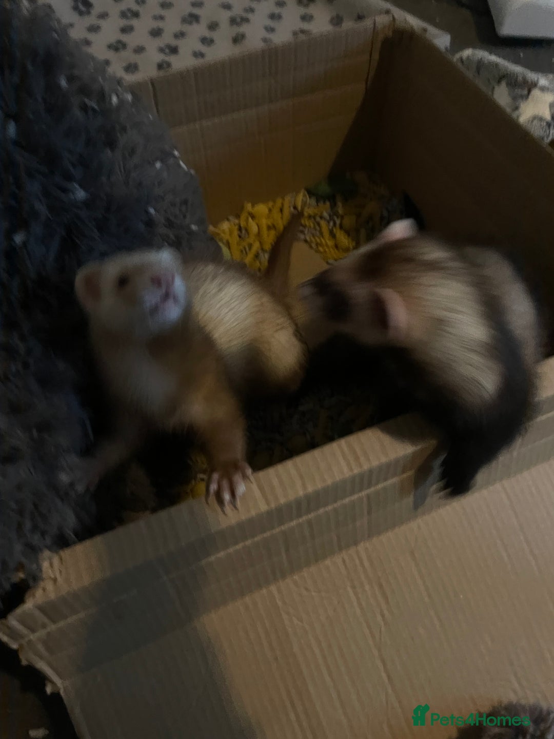 Ferret rodents for sale: 2 male ferret hobs  - Image 6