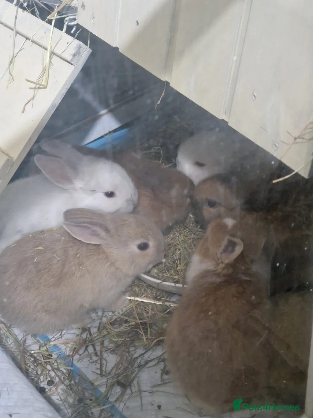 Mini Lop rabbits for sale: Adorable Rabbit Kits Looking for a Loving Home 🐰 - Advert 10