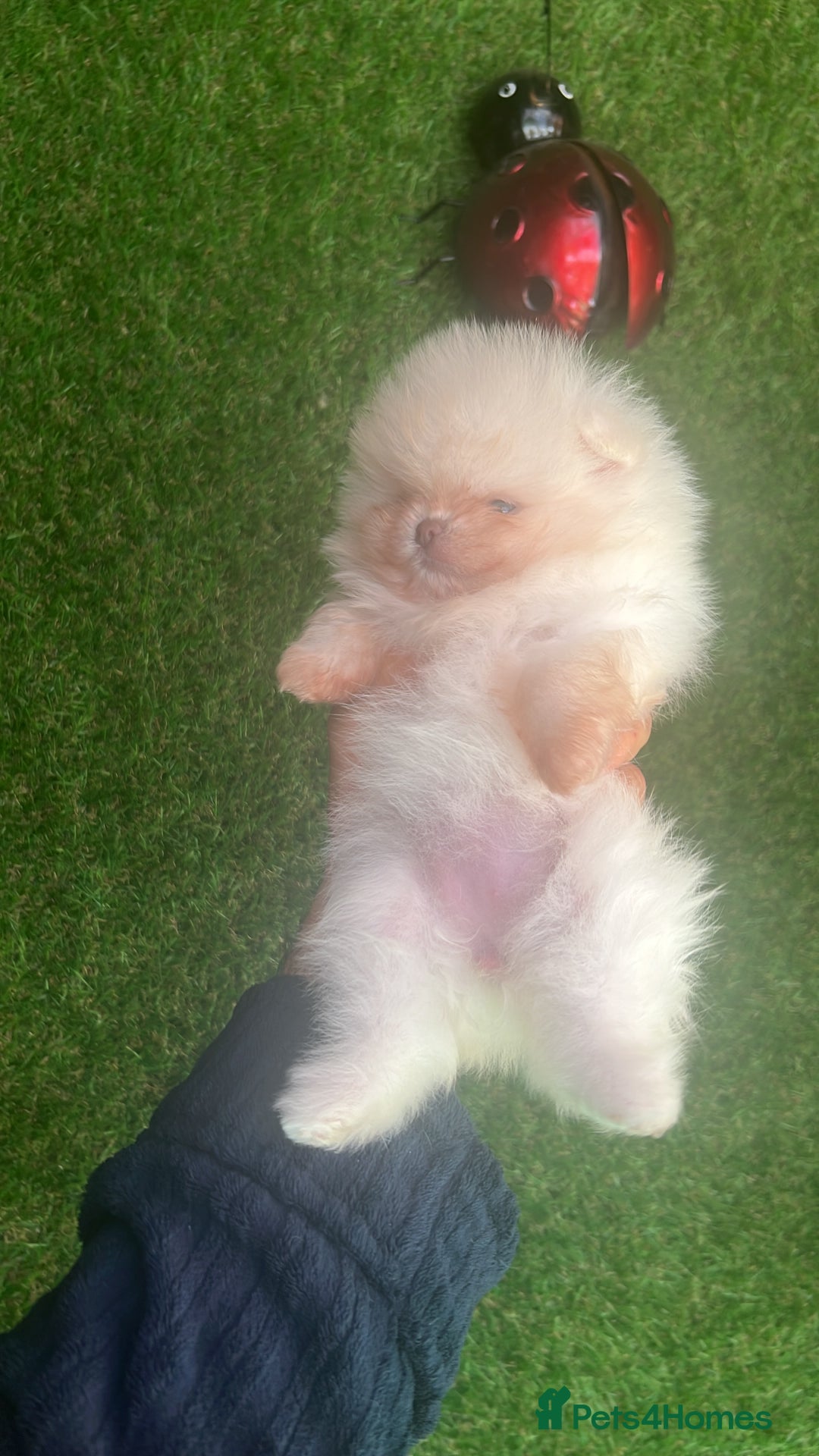 Pomeranian dogs for sale: Our little white baby girl - Image 4