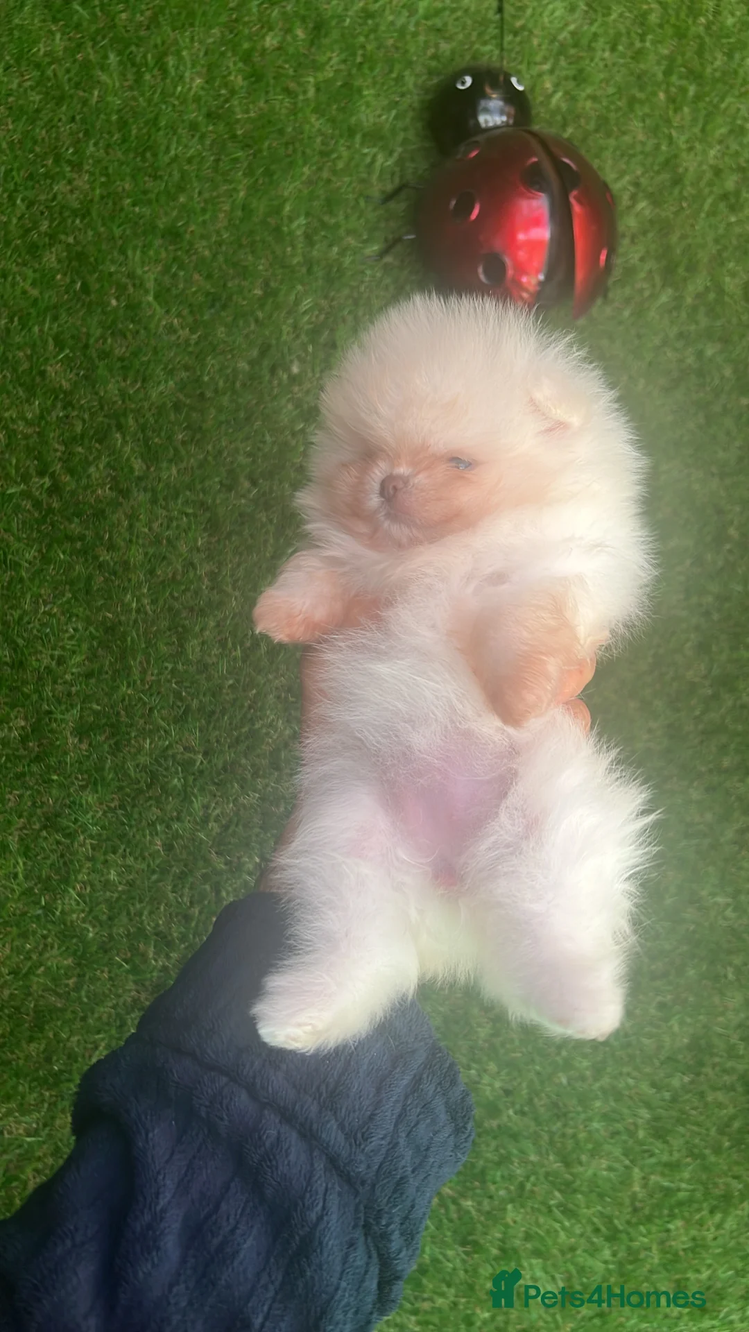 Pomeranian dogs for sale: Our little white baby girl - Advert 4