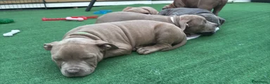 American Bully 3