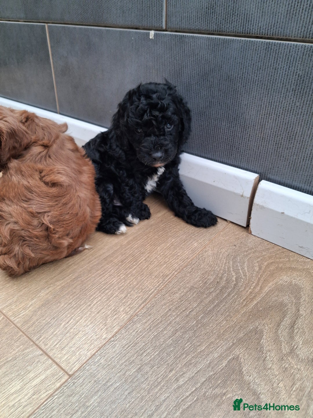 Cockapoo dogs for sale: ** BEAUTIFUL LITTER OF COCKAPOOS ** - Image 34