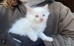 Mixed Breed cats for sale: 2 lovely kittens for sale  - Image 1