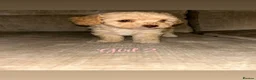 Cavapoo dogs for sale: Cavapoo puppies for sale 2 girls 2 boys in Carlisle - Advert 5