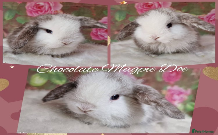 Mini Lop rabbits - Advert 2