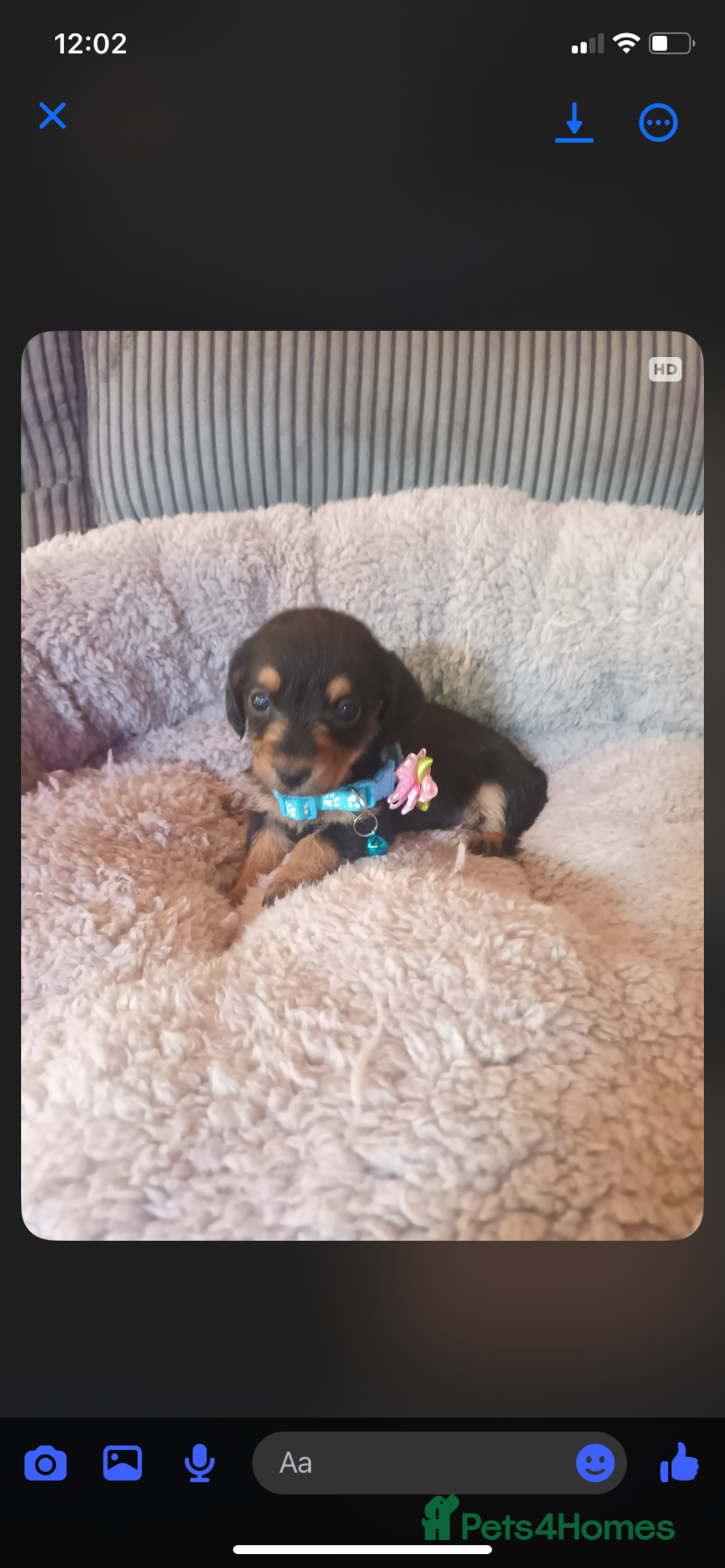 Mixed Breed dogs for sale: Dachshund x Chiwawa  - Image 2