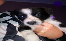 Border Collie dogs for sale: 7 border collie pups - Image 9