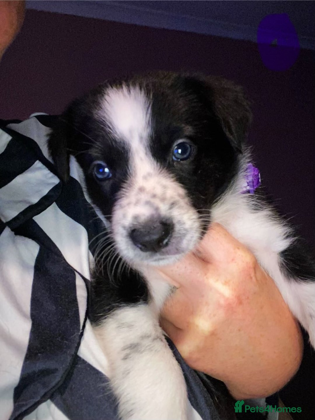 Border Collie dogs for sale: 7 border collie pups - Image 9