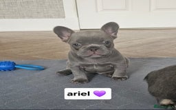 French Bulldog dogs for sale: French bulldog pups - Image 8