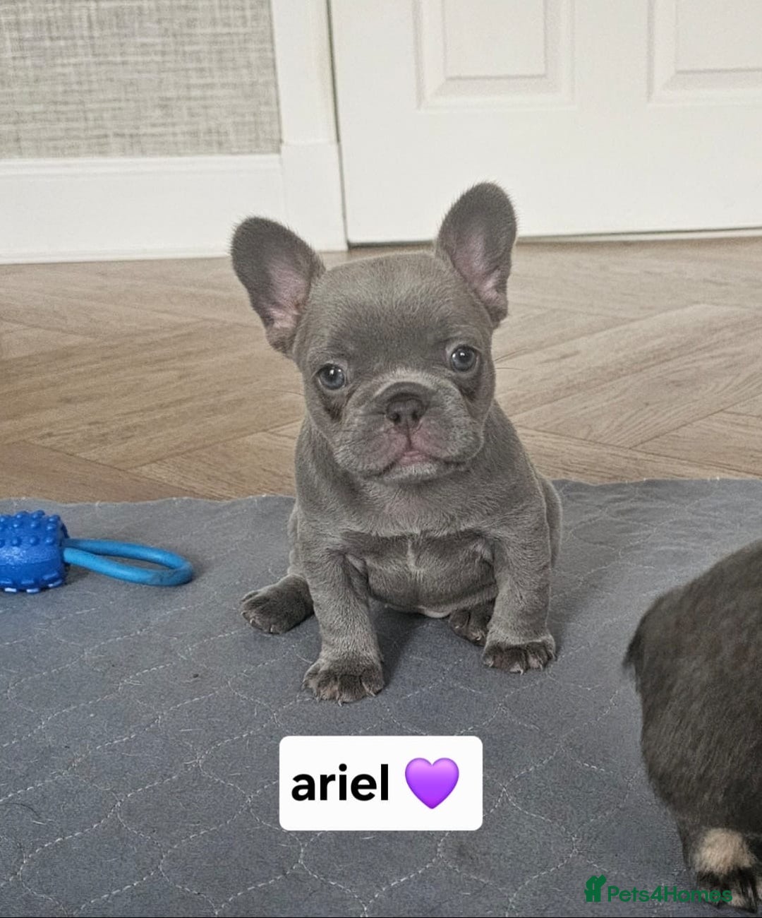 French Bulldog dogs for sale: French bulldog pups - Image 8