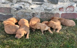 Labradoodle dogs for sale: Outstanding labradoodles from excellent pedigree  - Image 12