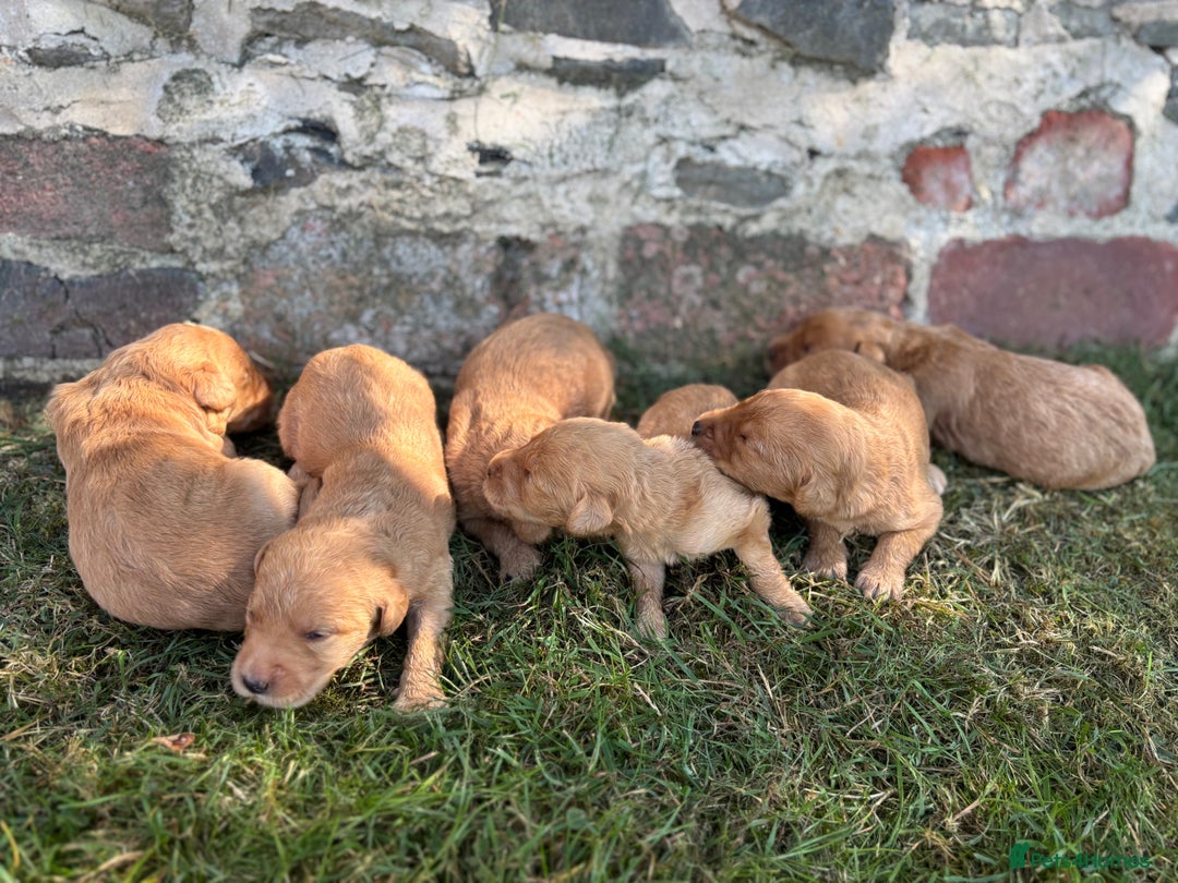 Labradoodle dogs for sale: Outstanding labradoodles from excellent pedigree  - Image 12