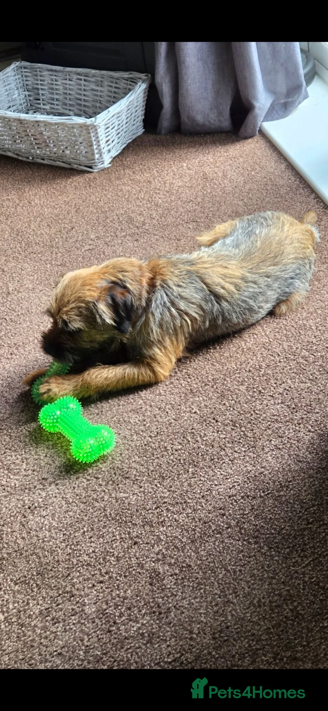 Border Terrier dogs for sale: Male border terrier. Please read all description  - Advert 5